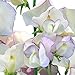 Annual Paris Sweet Pea Seeds, Flower Seeds, + 1 Free Plant Marker (40) new 2024