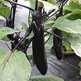 Photo Millionaire Purple Hybrid Eggplant Garden Seeds - 25 Seeds - Non-GMO, Vegetable Gardening Seed - Egg Plant, best price $3.79, bestseller 2024