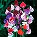 Beautiful Royal Sweet Pea Flower, 25 Heirloom Flower Seeds Per Packet, Non GMO Seeds new 2024