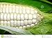 Weisser Mais - Zuckermais - 20 Samen - sehr süßer asiatischer Maissamen neu 2024