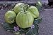 Aubergine Samen Thai-Aubergine Grüne Schale Pflanzen Gemüse Obst Samen für die Bepflanzung Garten Outdoor Indoor neu 2024