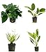 4 Potted Live Aquarium Plants Bundle - Anubia, Amazon Sword, Kleiner Bar, Narrow Leaf new 2024