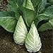 Caraflex Cabbage Seeds (20+ Seeds) | Non GMO | Vegetable Fruit Herb Flower Seeds for Planting | Home Garden Greenhouse Pack new 2024