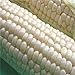 200pcs / bolsas semillas de maíz, dulce rico en blanco, semillas de granos sin GMO para plantar jardín yarda al aire libre Semillas de maíz nuevo 2024