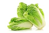 Photo Peking Cabbage Seeds for Planting Chinees Beijing Napa Lettuce About 100 Seeds, best price $6.99, bestseller 2024