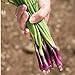 David's Garden Seeds Bunching Onion Deep Purple 1565 (White) 200 Non-GMO, Open Pollinated Seeds new 2024