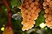 50pcs Traubenkerne Miniatur Weinrebe Bonsai Seedsn Fruchtsamen Sukkulenten süße Speisen leicht 6 Anlage für Gartentopf wachsen neu 2024