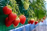 Photo Everbearing Garden Strawberry Seeds - 200+ Seeds - Grow Red Strawberry Vines - Made in USA, Ships from Iowa., best price $8.49, bestseller 2024