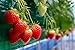 Everbearing Garden Strawberry Seeds - 200+ Seeds - Grow Red Strawberry Vines - Made in USA, Ships from Iowa. new 2024