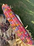 Photo Glass Gem Cherokee Indian Corn Heirloom Premium Seed Packet + More, best price $4.99, bestseller 2024