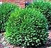 Green Gem Boxwood - Evergreen Stays 3ft with No Pruning - Live Plants in Gallon Pots by DAS Farms (No California) new 2024