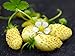 NIKA SEEDS - Fruit Alpine Strawberry Yellow - 100 Seeds new 2024