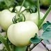 Tomate ''White Beauty'' 25 x Graines 100% Naturelles sans Propagateurs Chimiques ni Génie Génétique - du Portugal nouveau 2024