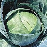 Photo Stonehead Cabbage Seeds (20+ Seeds) | Non GMO | Vegetable Fruit Herb Flower Seeds for Planting | Home Garden Greenhouse Pack, best price $3.69 ($0.18 / Count), bestseller 2024