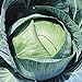 Stonehead Cabbage Seeds (20+ Seeds) | Non GMO | Vegetable Fruit Herb Flower Seeds for Planting | Home Garden Greenhouse Pack new 2024