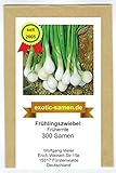 Foto Frühlingszwiebel - Frühernte (300 Samen), bester Preis 1,80 €, Bestseller 2024