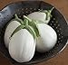 David's Garden Seeds Eggplant Paloma (White) 25 Non-GMO, Hybrid Seeds new 2024