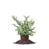 Photo Perfect Plants Tifblue Blueberry Live Plant, 1 Gallon, Includes Care Guide, best price $26.86, bestseller 2024