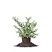 Perfect Plants Tifblue Blueberry Live Plant, 1 Gallon, Includes Care Guide new 2024