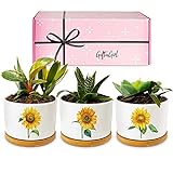 Photo GIFTAGIRL Sunflower Décor Gifts - Pretty Sunflower Mothers Day or Birthday Gifts, Like Our Super Cute Pots are Unique Gifts for Sunflower Lovers for any Occasion and Arrive Beautifully Gift Boxed, best price $29.99, bestseller 2024