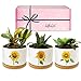 GIFTAGIRL Sunflower Décor Gifts - Pretty Sunflower Mothers Day or Birthday Gifts, Like Our Super Cute Pots are Unique Gifts for Sunflower Lovers for any Occasion and Arrive Beautifully Gift Boxed new 2024