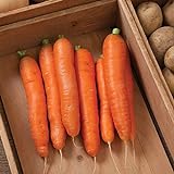 Photo David's Garden Seeds Carrot Bolero 1166 (Orange) 200 Non-GMO, Hybrid Seeds, best price $4.45, bestseller 2024