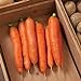 David's Garden Seeds Carrot Bolero 1166 (Orange) 200 Non-GMO, Hybrid Seeds new 2024