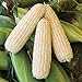 50 piezas de semillas de maíz blanco vegetales naturales raros tolerantes a la sequía para plantar al aire libre fácil germinación crecimiento rápido, jardineros novatos adecuados nuevo 2024
