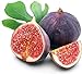 30 Piezas Ideal Púrpura Con Encanto Semillas De Higo Las Frutas Naturales Que Siempre Están Disponibles En Casa Son Una Buena Opción Para Plantar nuevo 2024