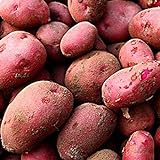 Photo 0pcs Graines de pommes de terre Haute taux de germination Facile à développer des légumes nutritifs et savoureux pour le jardin de la ferme de jardin en croissance pour l'agriculture à la mai Gra, meilleur prix 0,01 €, best-seller 2024