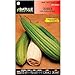 ScoutSeed Batlle semillas de hortalizas - calabaza Luffa (semillas) nuevo 2024