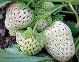 Photo 2000+ Perpetual Strawberry Seeds for Planting - White, best price $9.79, bestseller 2024