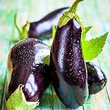 Photo Eggplant Seed, Black Beauty, Heirloom, Non GMO, 50 Seeds, Vegetable, best price $2.29 ($0.05 / Count), bestseller 2024