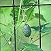 35 graines de Cucamelon/souris Melon - Melothria Scabra nouveau 2024