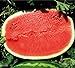 Melone - Wassermelone Calsweet - Gewicht: 10-15kg - 10 Samen neu 2024