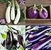 David's Garden Seeds Collection Set Eggplant 4432 (Multi) 4 Varieties 200 Non-GMO, Open Pollinated Seeds new 2024