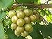 5 Samen von Vitis rotundifolia BRONZE Muscadine Traubenkernen neu 2024