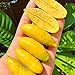 20 unids/bolsa Citrus Australasica Seeds, arbusto lleno de vitalidad bajo en grasa, semillas de limas para plantar en casa jardín exterior 1 Semilla nuevo 2024