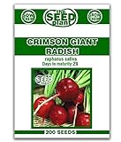 Photo Crimson Giant Radish Seeds - 200 Seeds Non-GMO, best price $1.59 ($0.01 / Count), bestseller 2024