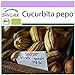SAFLAX - Ecológico - Calabaza - Delicata - 6 semillas - Cucurbita pepo nuevo 2024