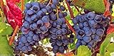 Photo Grape Vine Seeds(Vitis vinifera) Enjoy the sweet juicy taste of homegrown grapes, best price $6.80, bestseller 2024