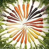 Foto ZHOUBA Samen zum Pflanzen, 600 Stück köstliche Karottensamen nicht GVO Frische gemischte Gemüsesamen und leckere landwirtschaftliche Lieferungen für den Balkonhof Mehrfarbig, bester Preis 3,39 €, Bestseller 2024
