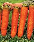 Photo NIKA SEEDS - Vegetable Carrot Red Giant - 1000 Seeds, best price $8.95, bestseller 2024
