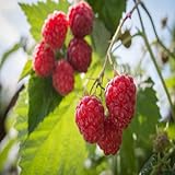 Photo Killarney Raspberry - 1 Red Raspberry Plant - Everbearing - Organic Grown, best price $16.95, bestseller 2024