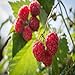 Killarney Raspberry - 1 Red Raspberry Plant - Everbearing - Organic Grown new 2024