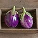 David's Garden Seeds Eggplant Rosa Bianca 2244 (Purple) 50 Non-GMO, Heirloom Seeds new 2024