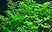 Tropica Aquarium Pflanze Ceratopteris thalictroides Nr.005A Wasserpflanzen Aquarium Aquariumpflanzen neu 2024