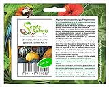 Foto Stk - 15x Zierkürbis kleine Früchte gemischt- Patisson Samen Gemüse KS475 - Seeds Plants Shop Samenbank Pfullingen Patrik Ipsa, bester Preis 3,73 € (0,25 € / stück), Bestseller 2024