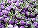 Purple Thai Mini Round Aubergine 30 ++ Graines nouveau 2024