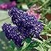 Schmetterlingsflieder BUZZ Midnight - Sommerflieder (Buddleja) Pflanze in blau-lila halbschattig und winterhart - Flieder-Strauch von Garten Schlüter neu 2024